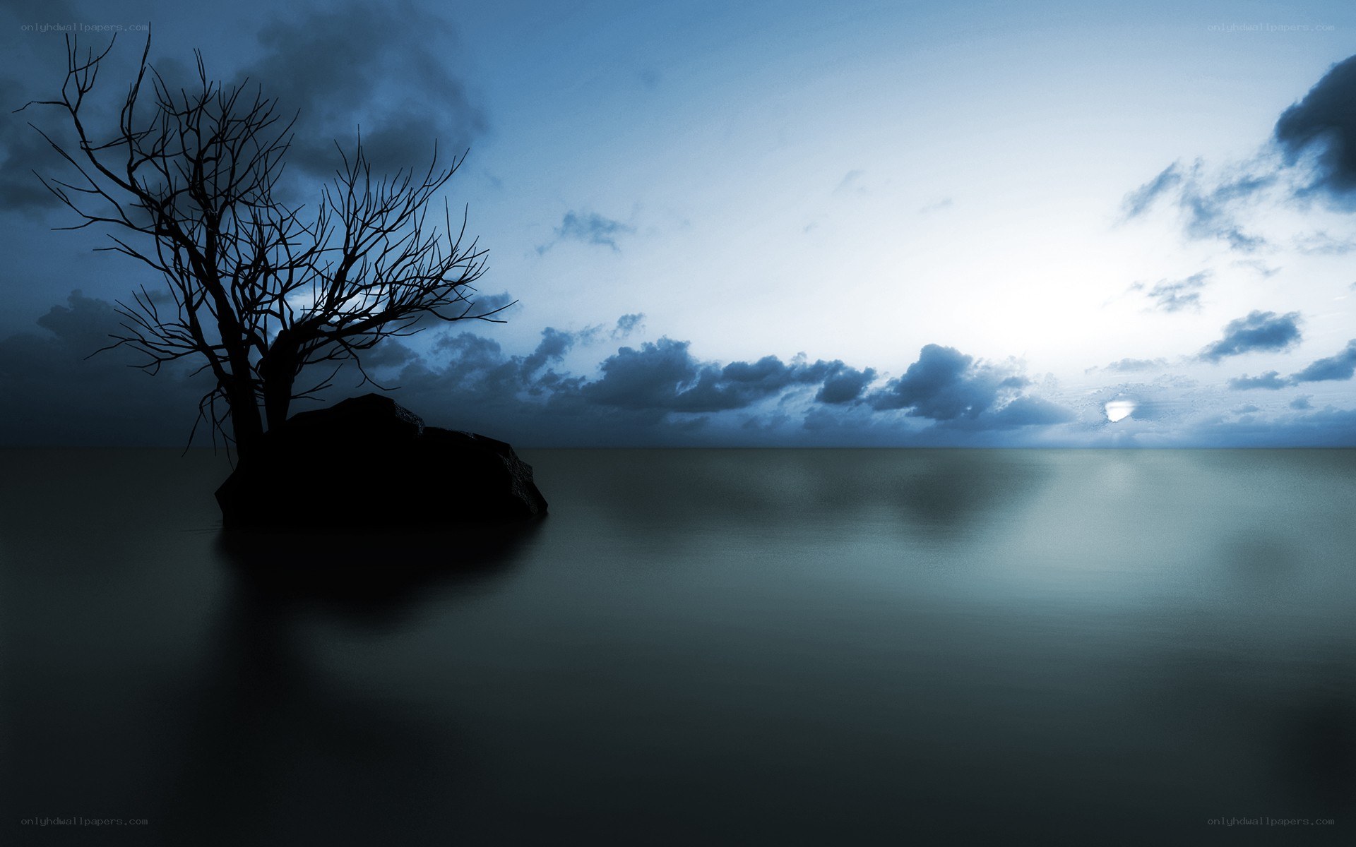Silhouette tree on rock at dusk