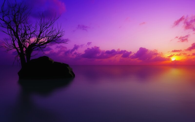 Silhouette Tree on Rock — Purple, Serene, Sunset, Photograph, Sea