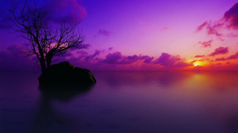 Silhouette Tree on Rock — Purple, Serene, Sunset
