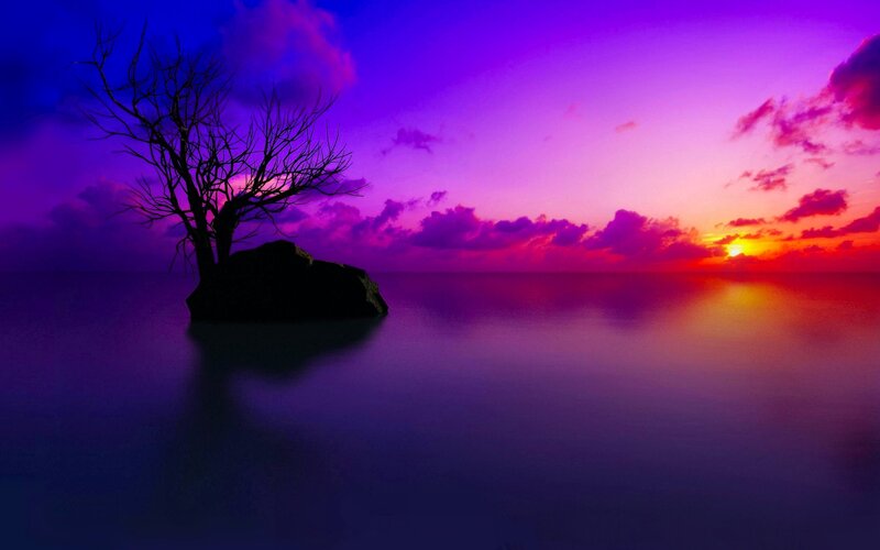 Silhouette Tree on Rock — Purple