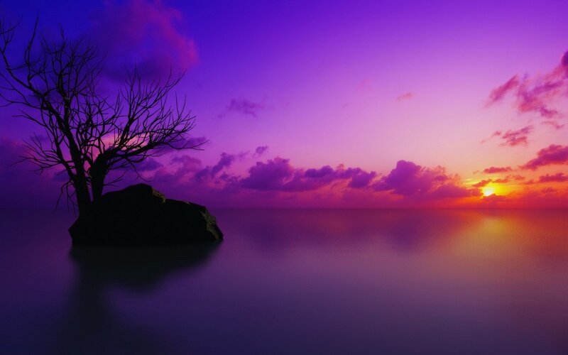Silhouette Tree on Rock — Serene