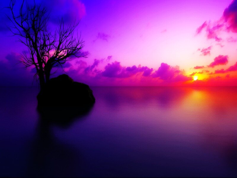 Silhouette Tree on Rock
