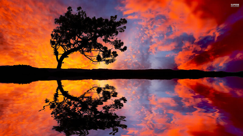 Silhouette Tree on Shore — Orange, Dramatic, Sunset