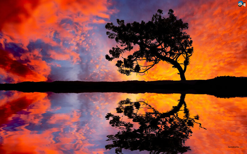 Silhouette Tree on Shore — Orange, Dramatic