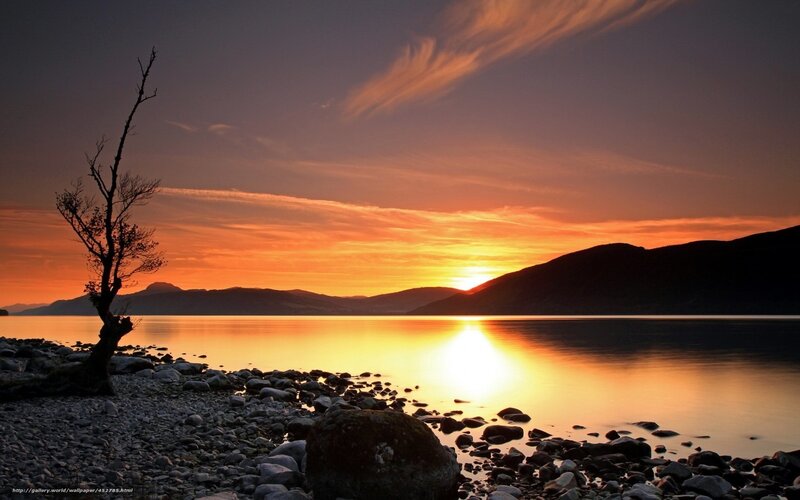 Silhouette Tree on Shore — Orange, Serene, Sunset