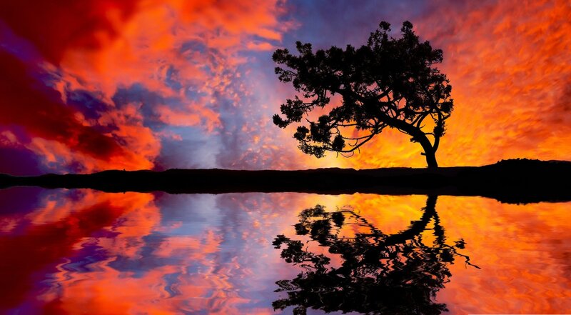 Silhouette Tree on Shore — Red, Dramatic, Sunset, Photograph, Sky