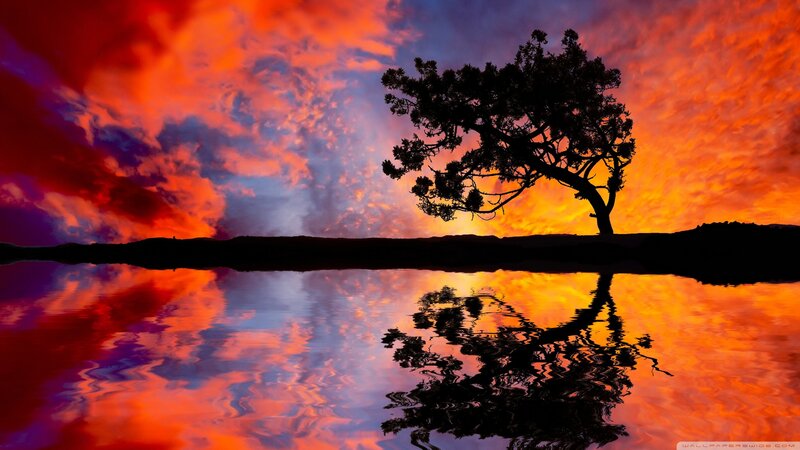 Silhouette Tree on Shore — Red, Dramatic, Sunset
