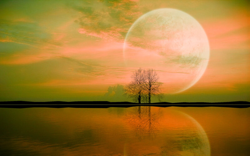 Silhouette Tree on Shore