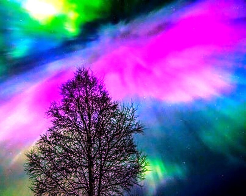 Silhouette Tree under Aurora