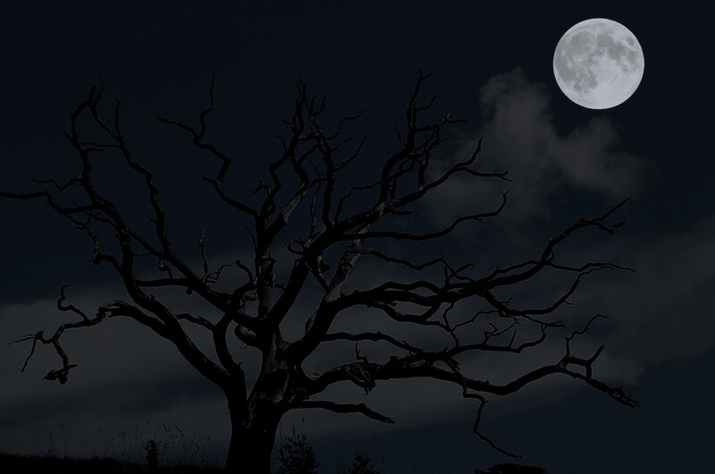 Silhouette tree under full moon
