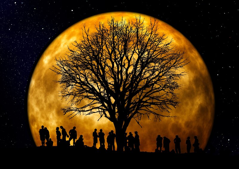 Silhouette tree under full moon