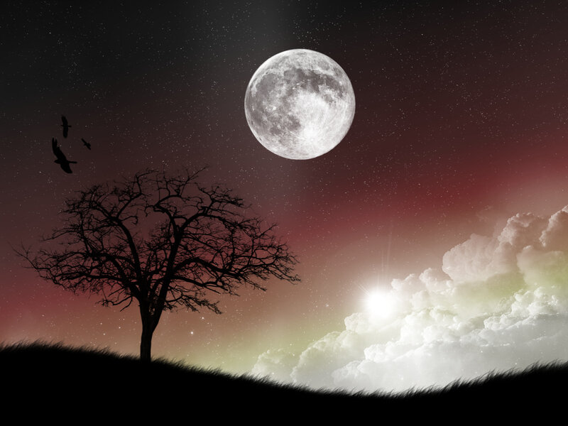 Silhouette Tree under Moon — Black