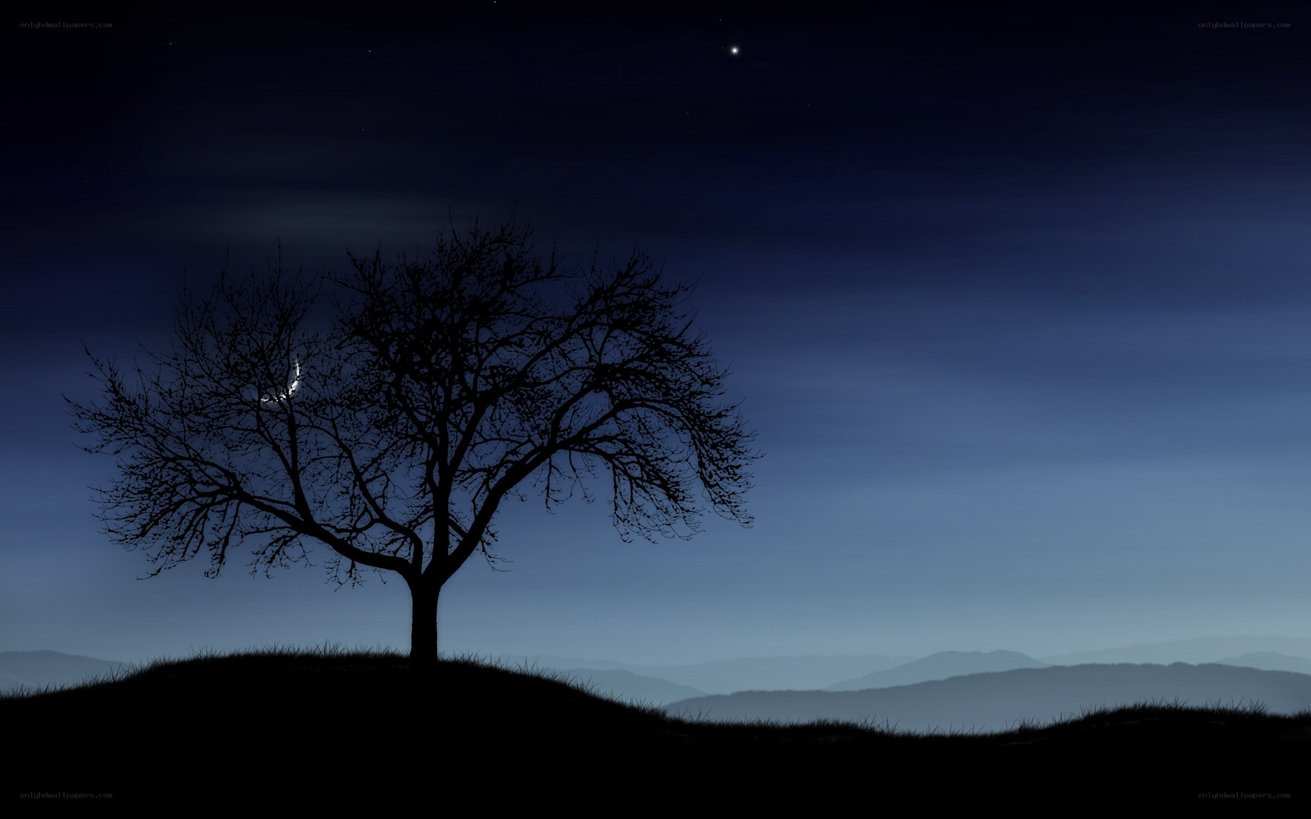 Silhouette tree under moonlight