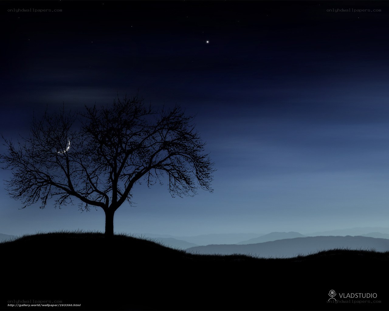 Silhouette tree under night sky