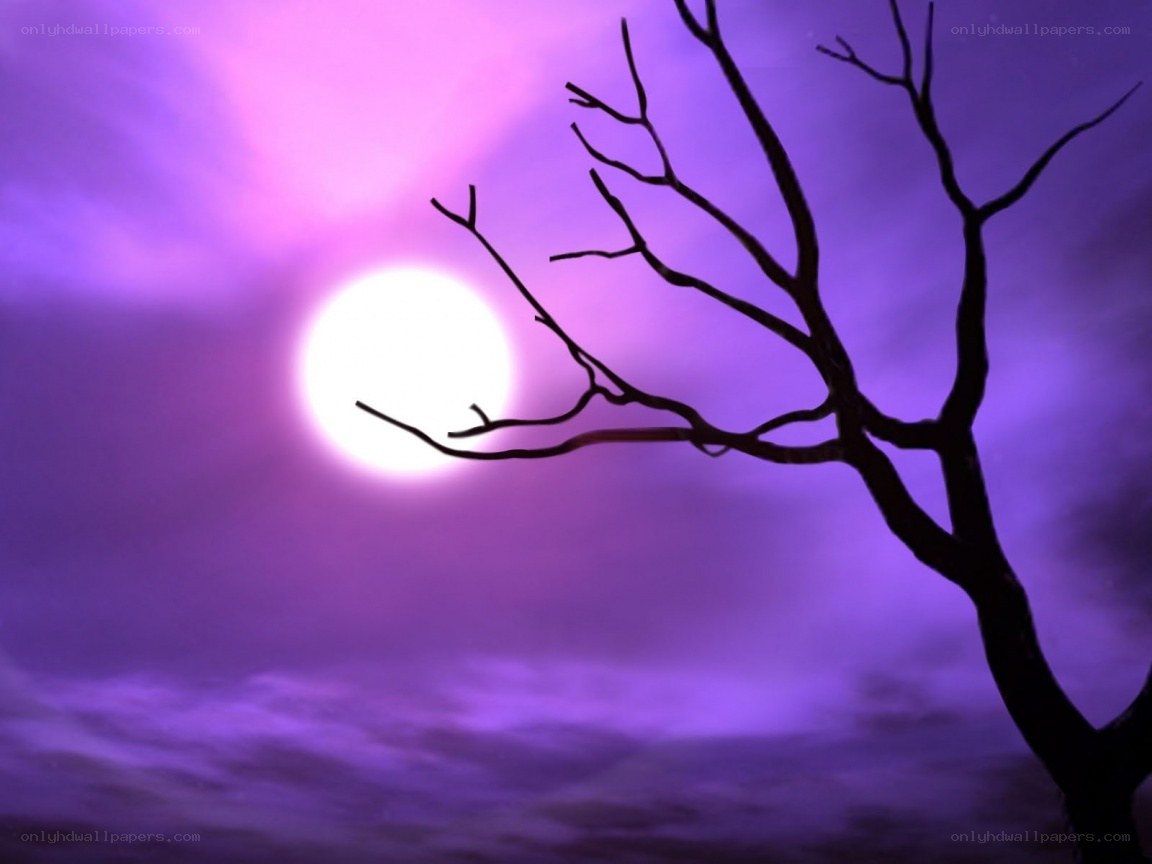 silhouette tree under purple moon