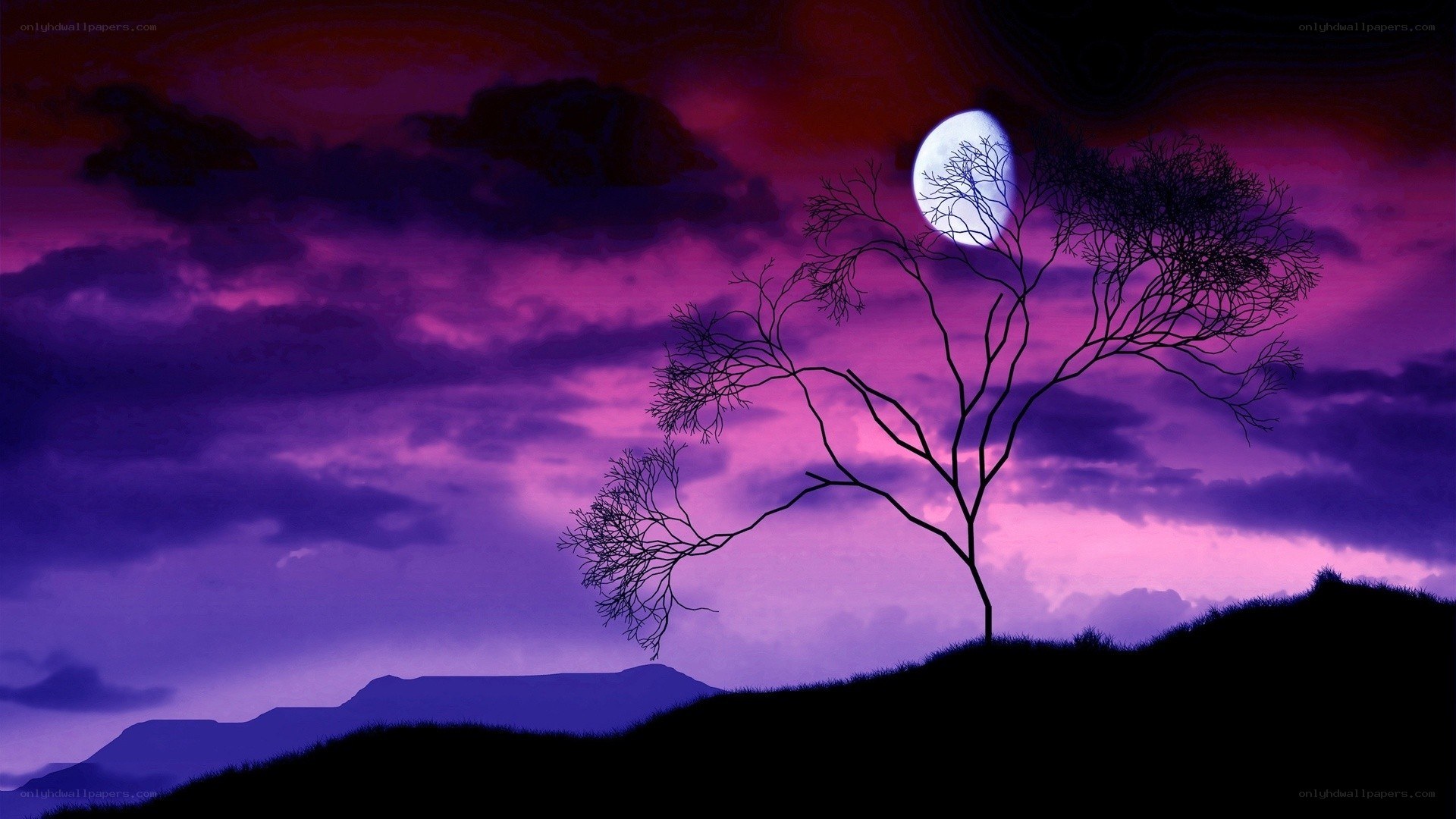 Silhouette tree under purple sky