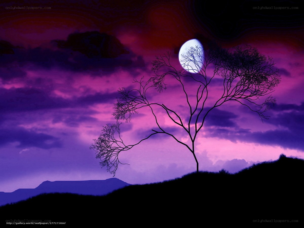 Silhouette tree under purple sky