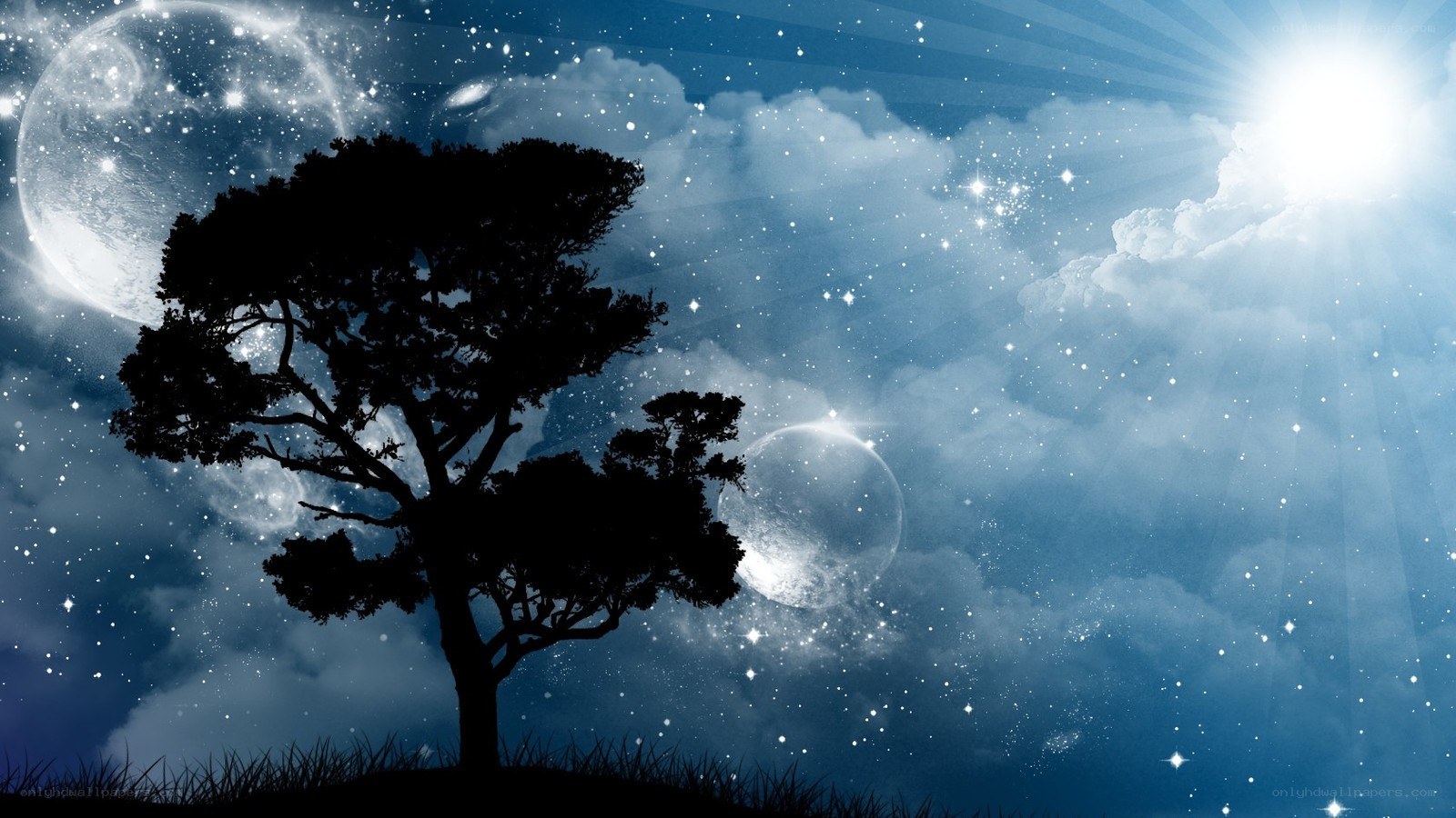 Silhouette tree under starry sky