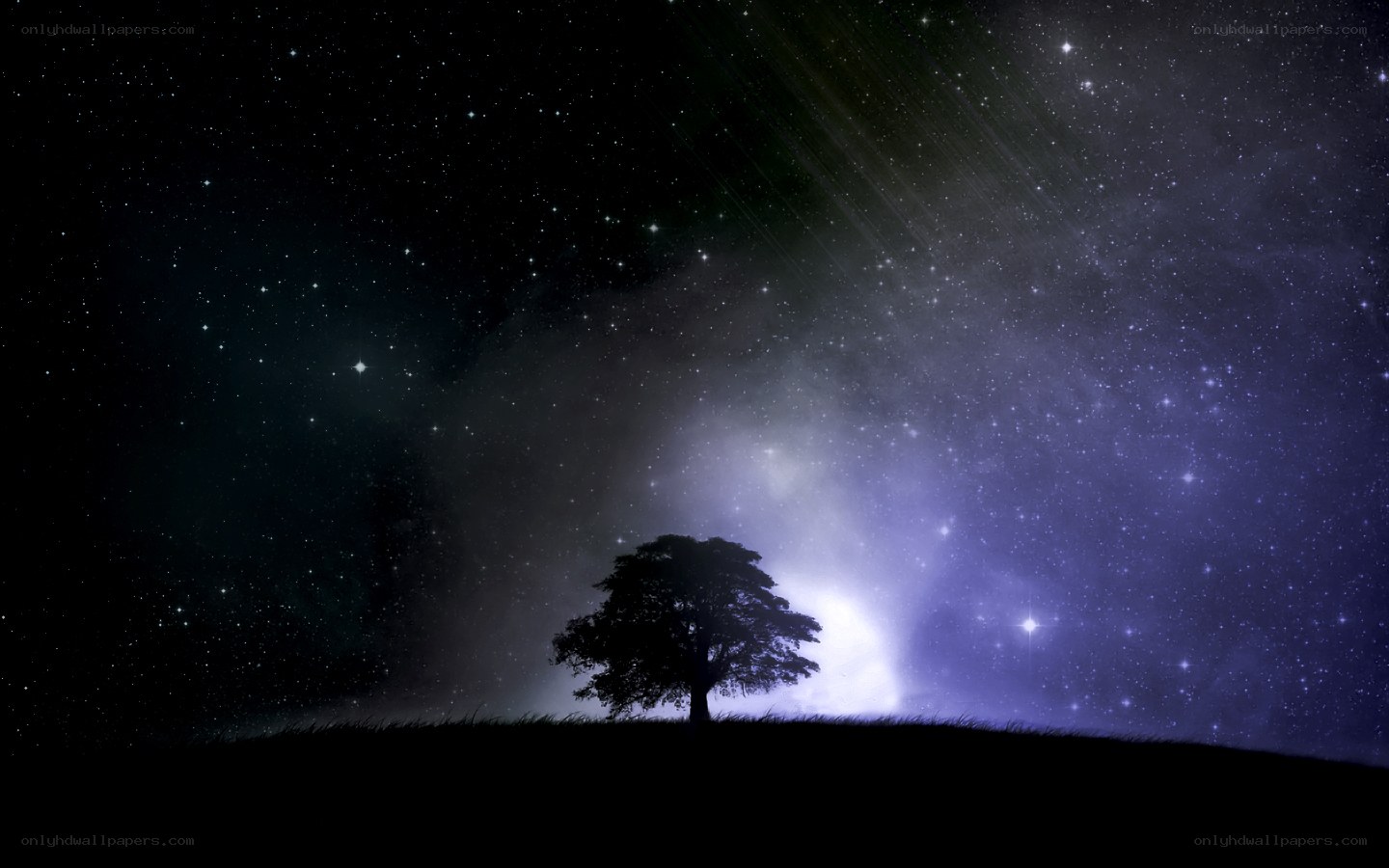 Silhouette tree under starry sky