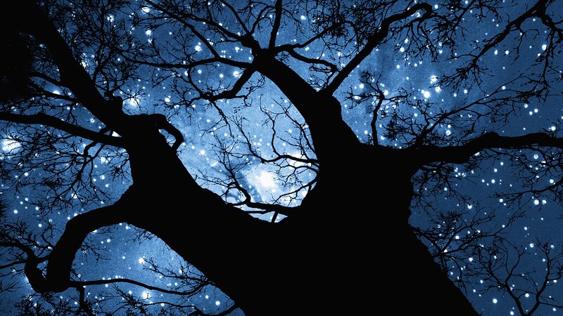 Silhouette tree under starry sky