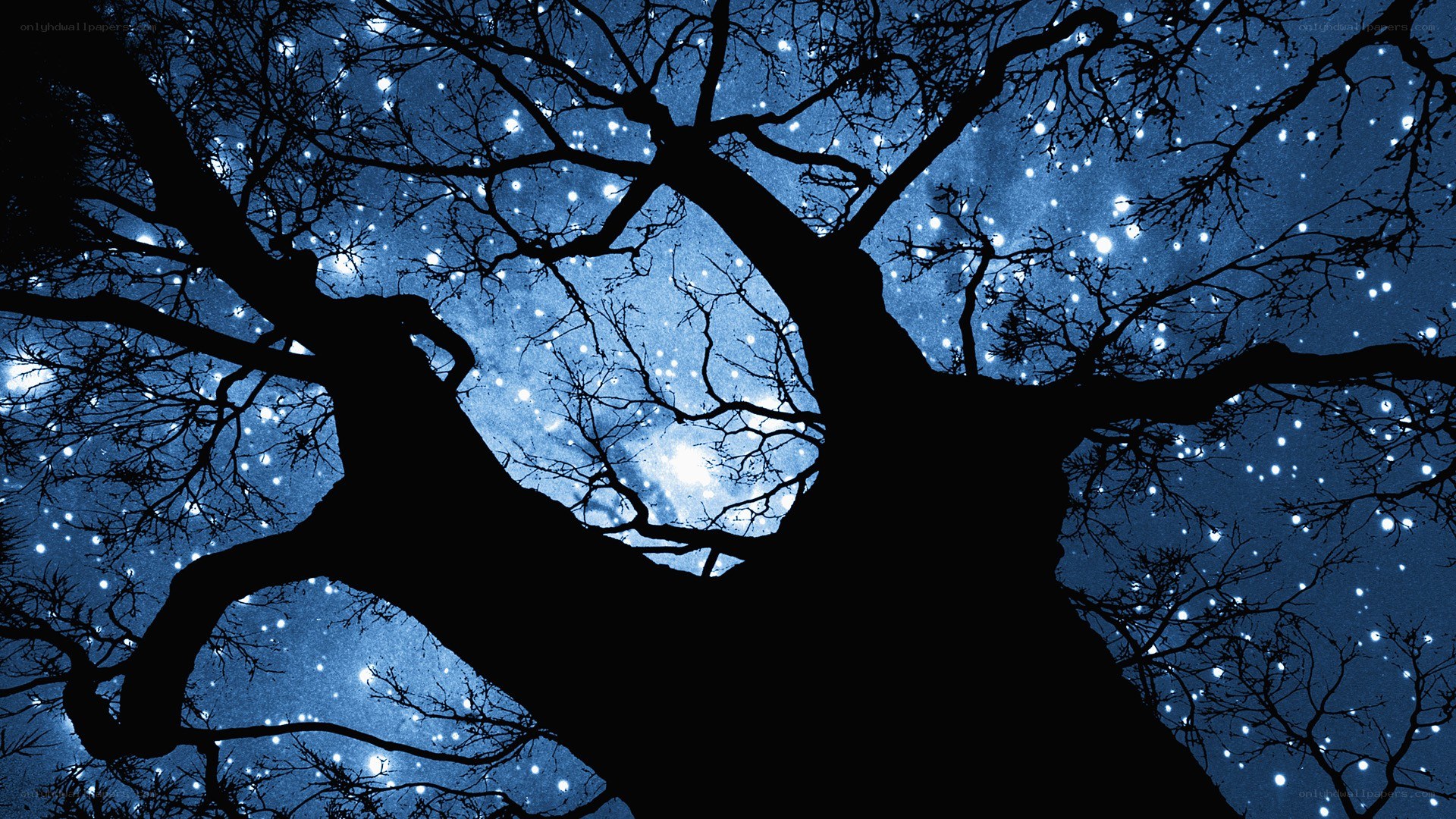 Silhouette tree under starry sky