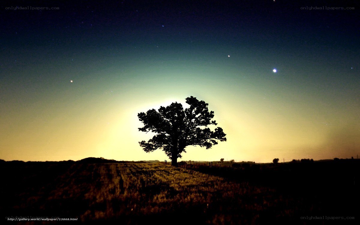 Silhouette tree under starry sky