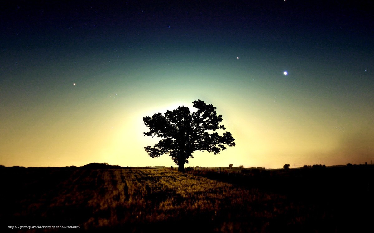 Silhouette tree under starry sky