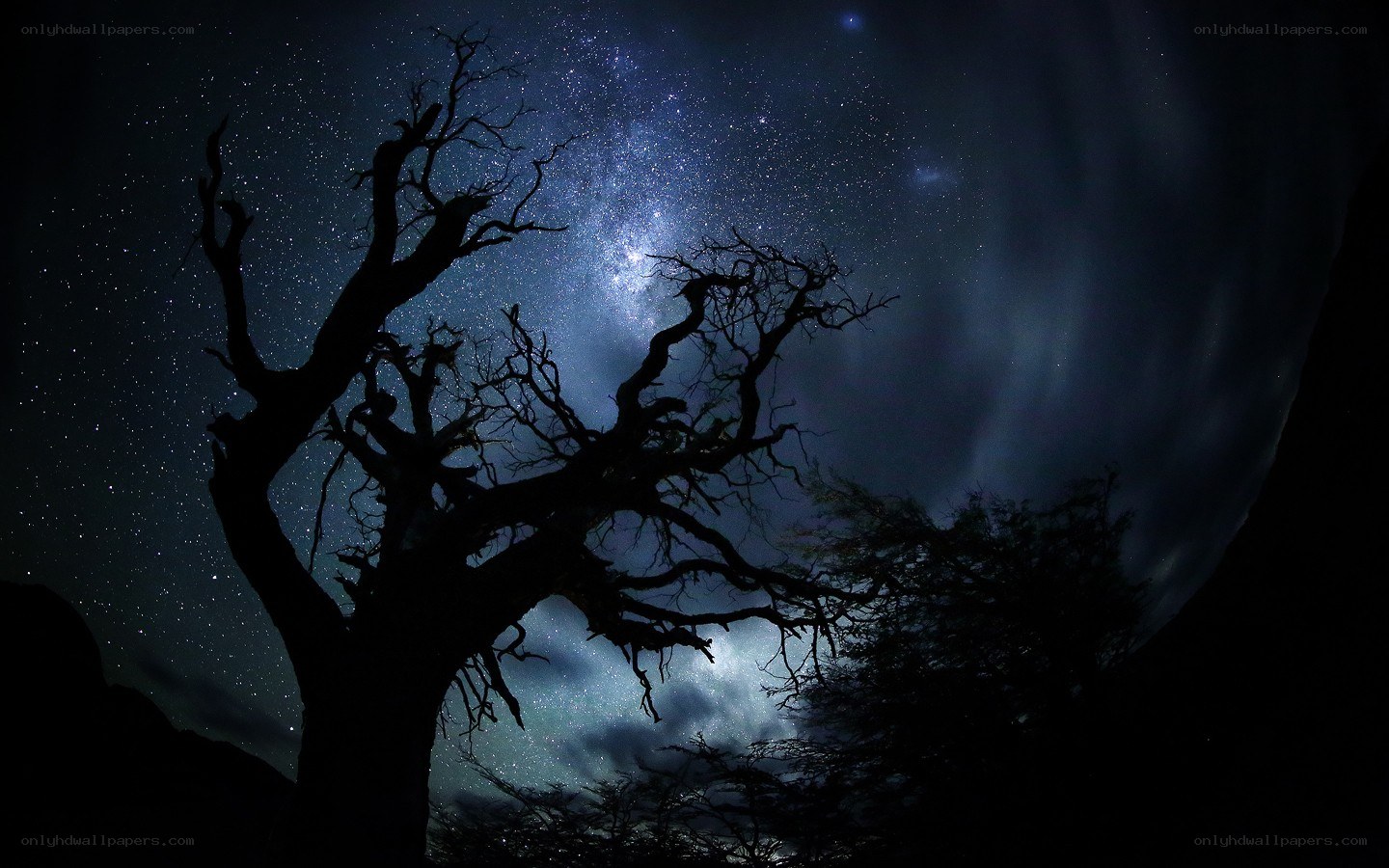 Silhouette tree under starry sky