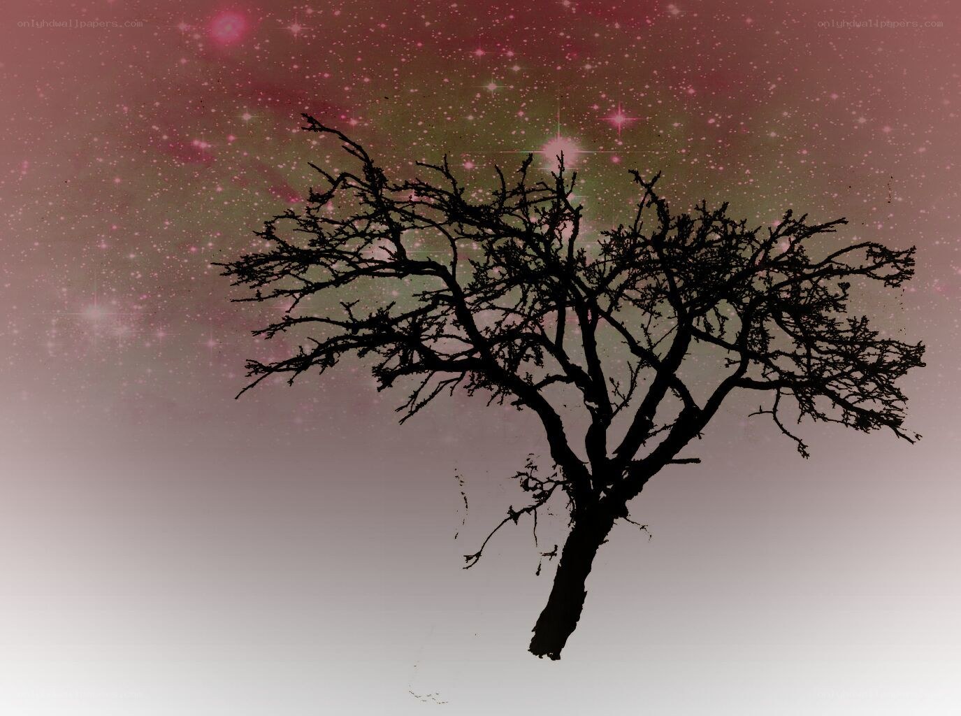 silhouette tree under starry sky