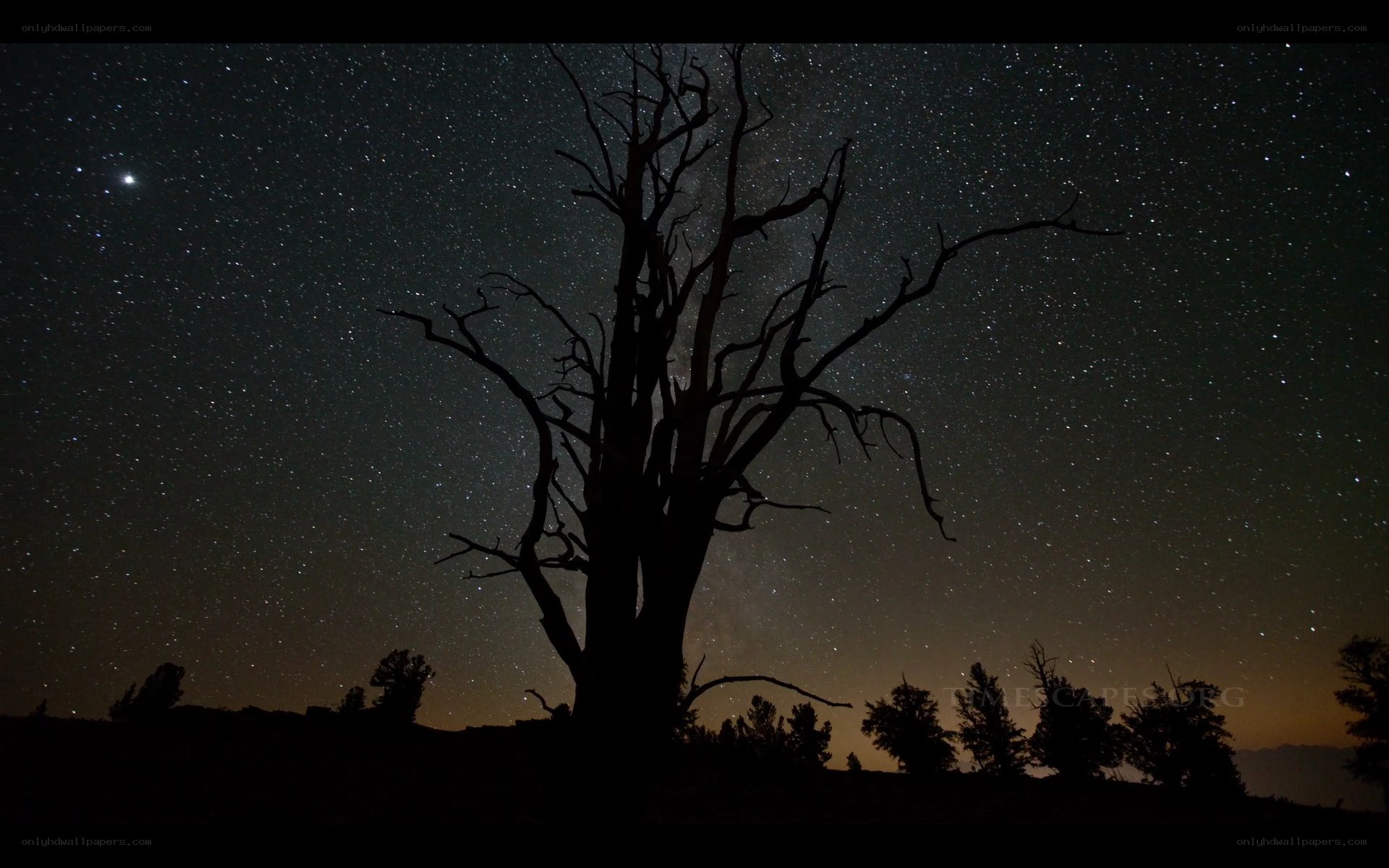 Silhouette tree under starry sky