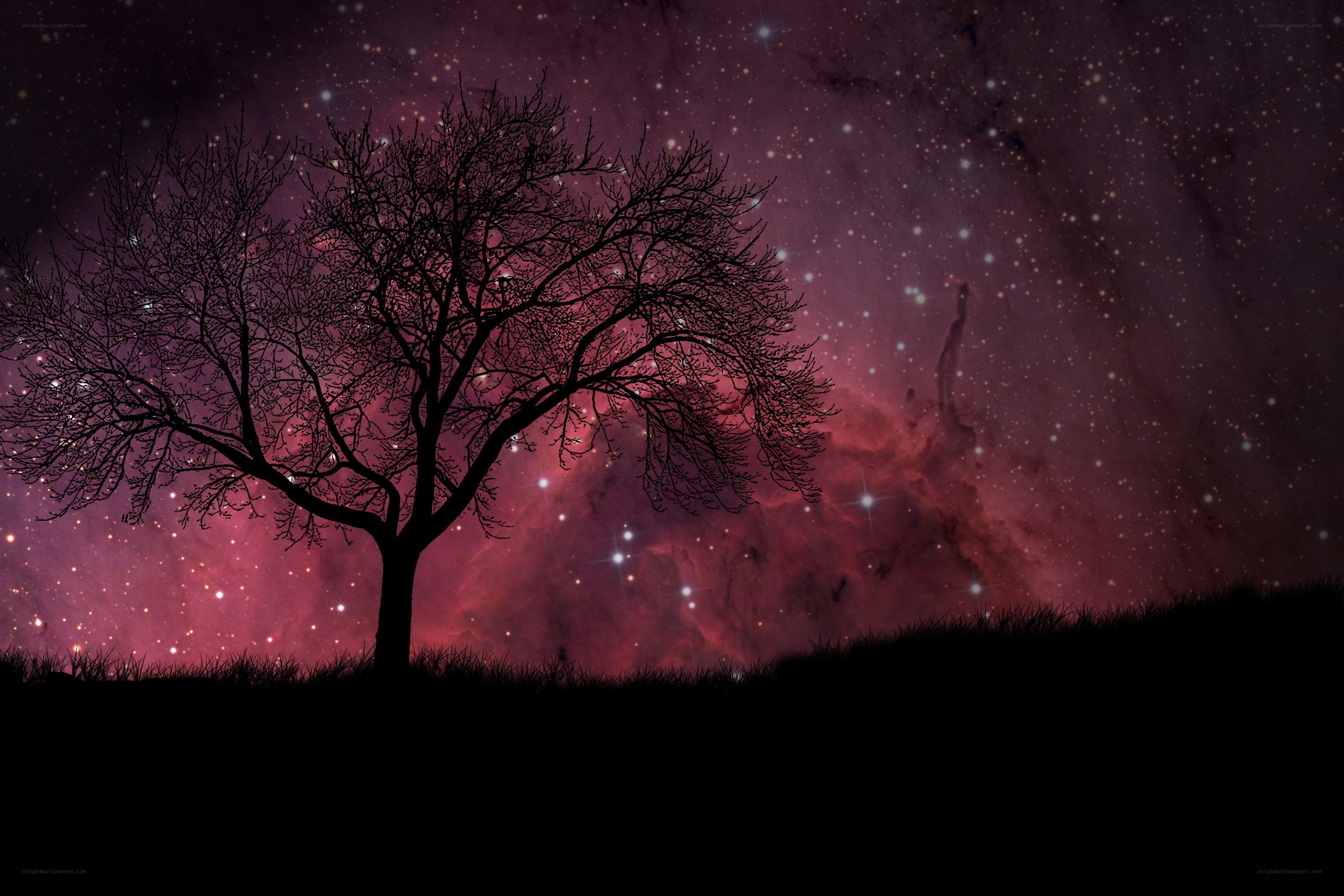 Silhouette tree under starry sky