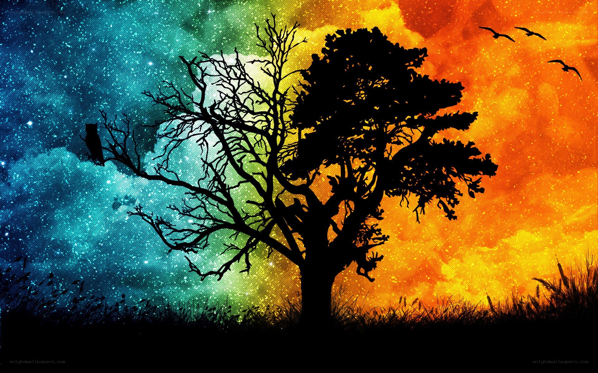 Silhouette tree with colorful sky