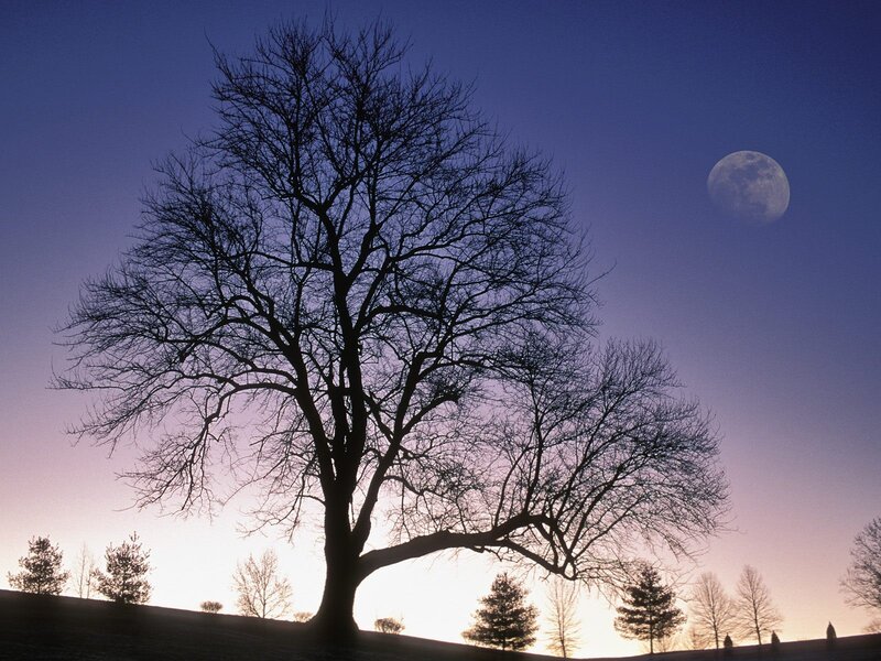 Silhouette tree with moon