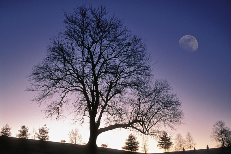 Silhouette tree with moon