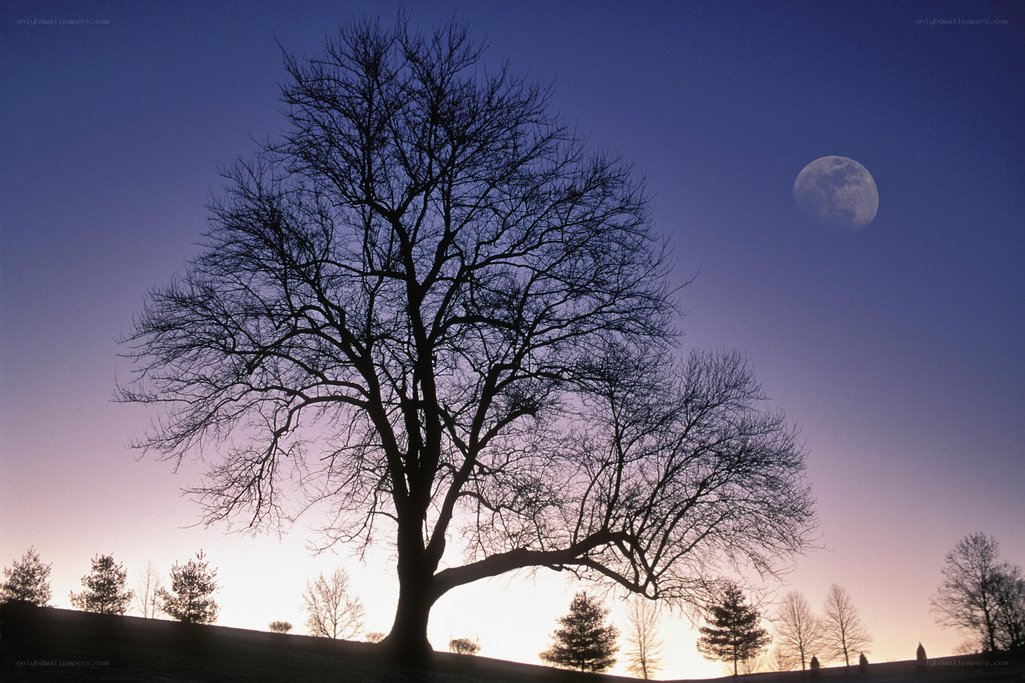 Silhouette tree with moon