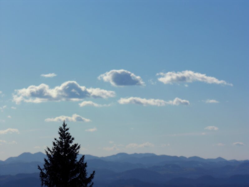 Silhouette tree with mountains