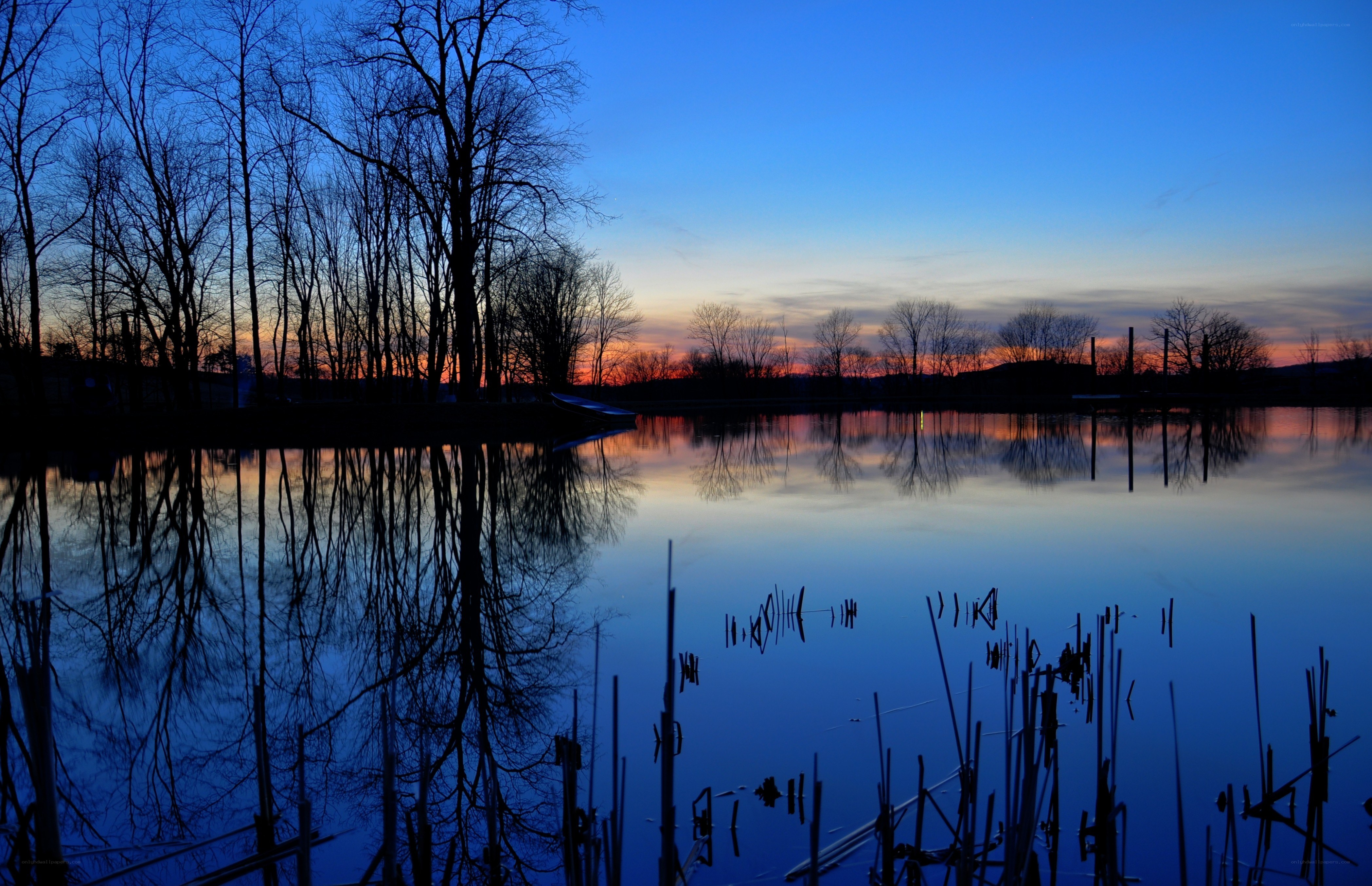 Silhouette trees at dusk