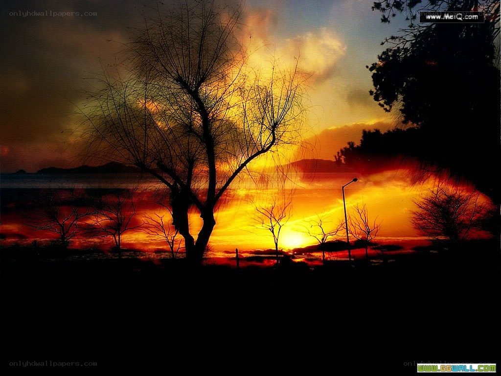 Silhouette trees at sunset