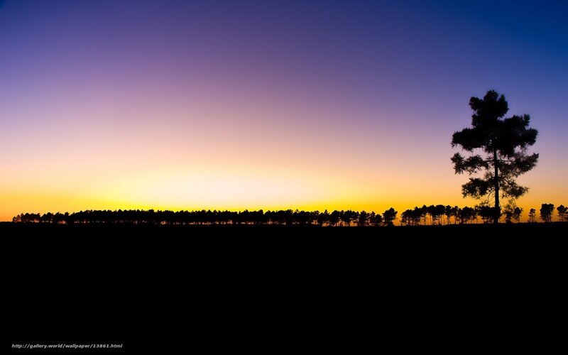 Silhouette trees at sunset