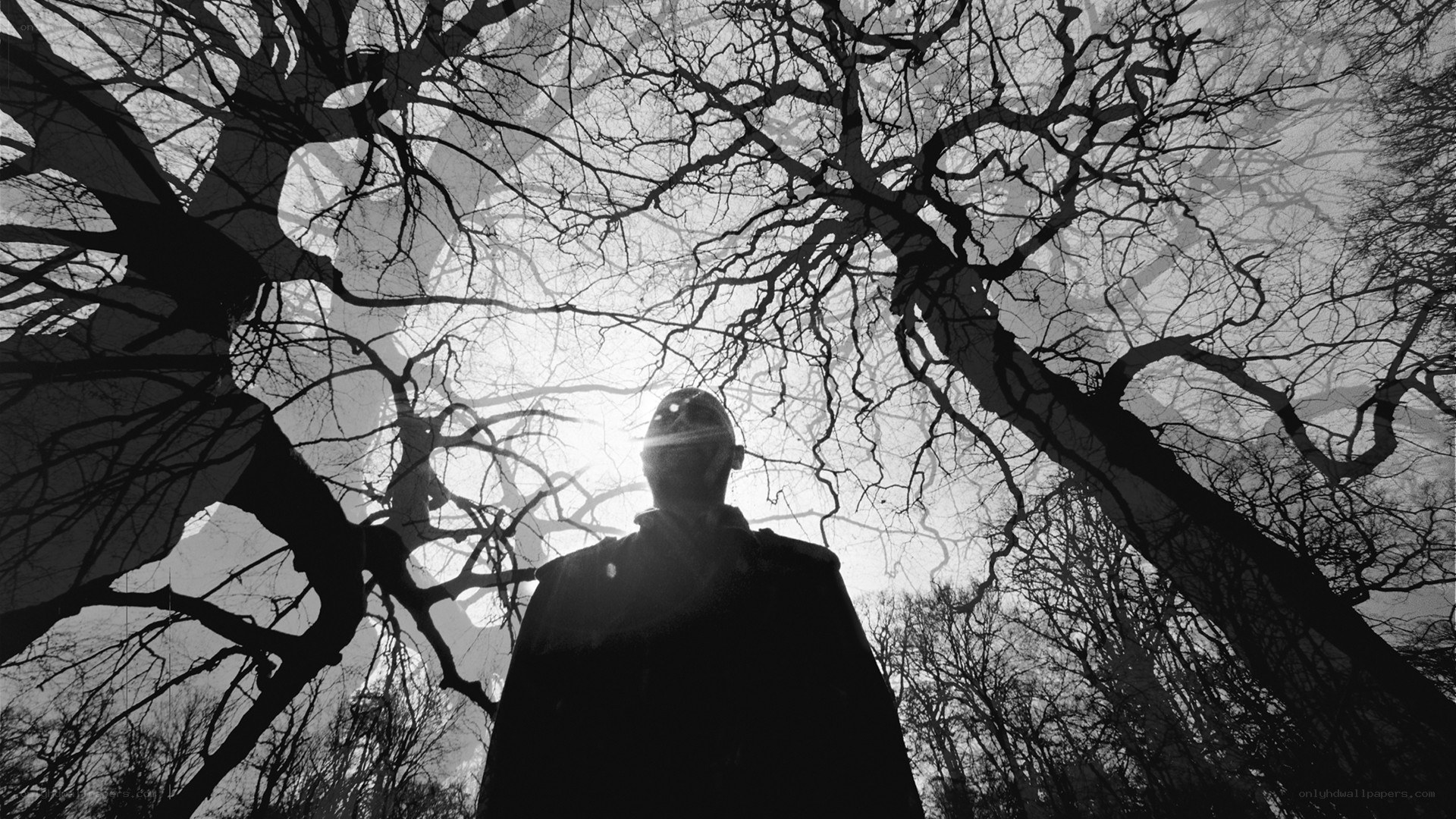 Silhouette under bare trees