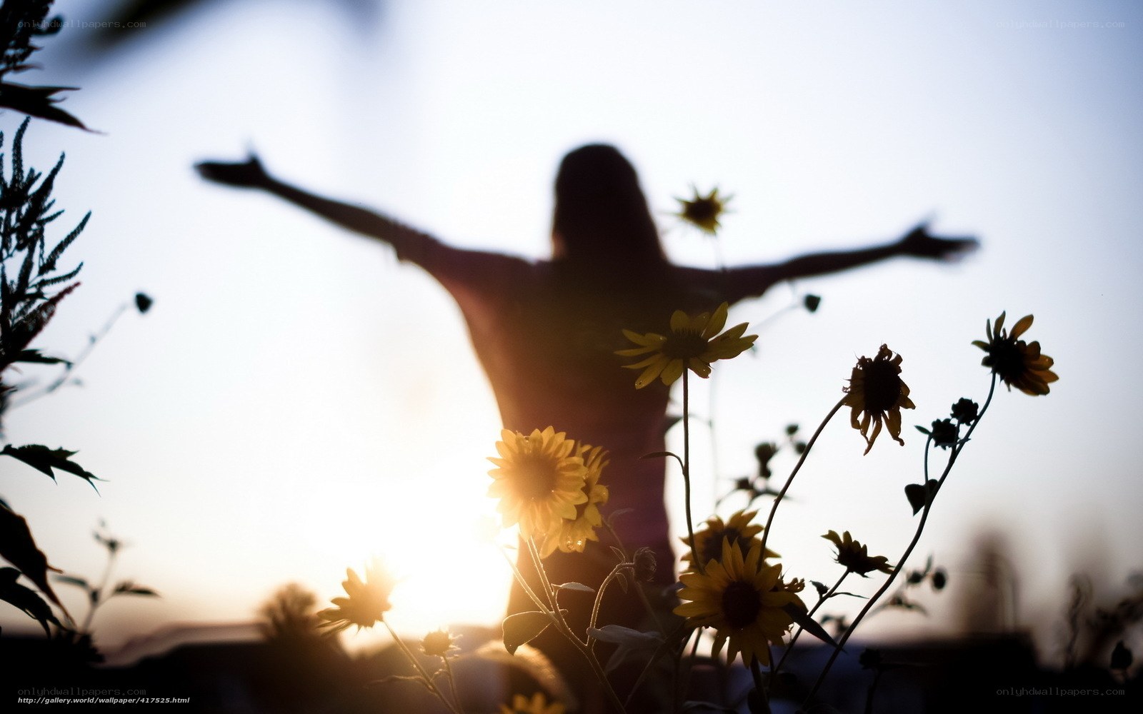 Silhouette with sunflowers