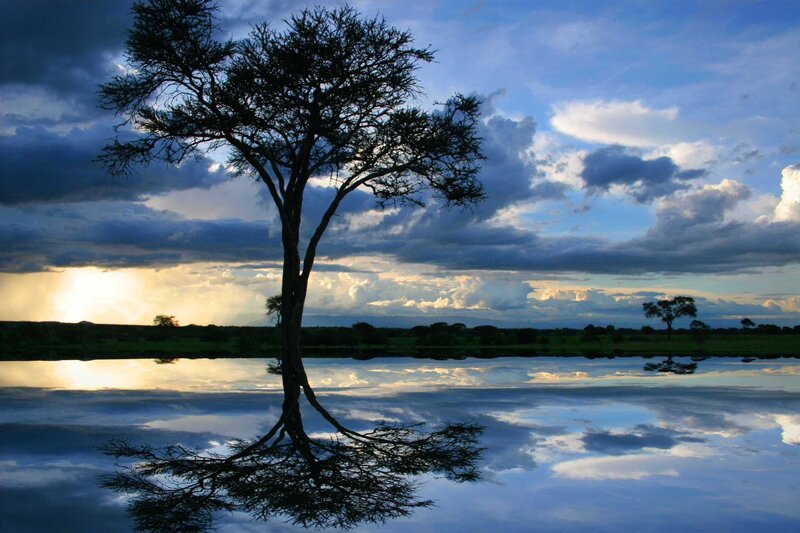 Silhouetted Acacia Tree — Blue