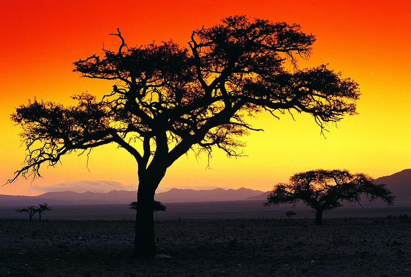 Silhouetted Acacia Tree — Orange, Dramatic