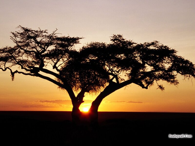 Silhouetted Acacia Tree — Orange, Serene