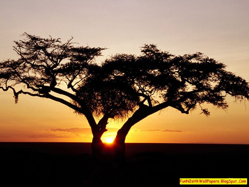 Silhouetted Acacia Tree — Orange