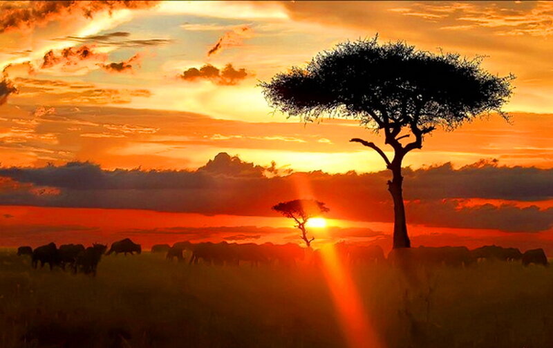 Silhouetted Acacia Tree