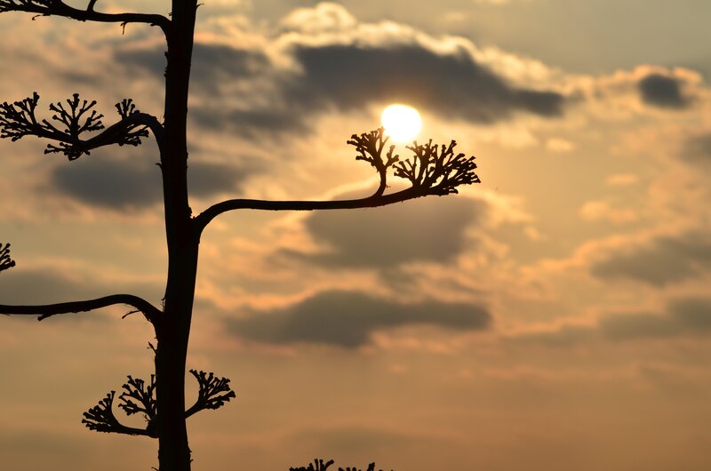 Silhouetted Agave Plant — Orange