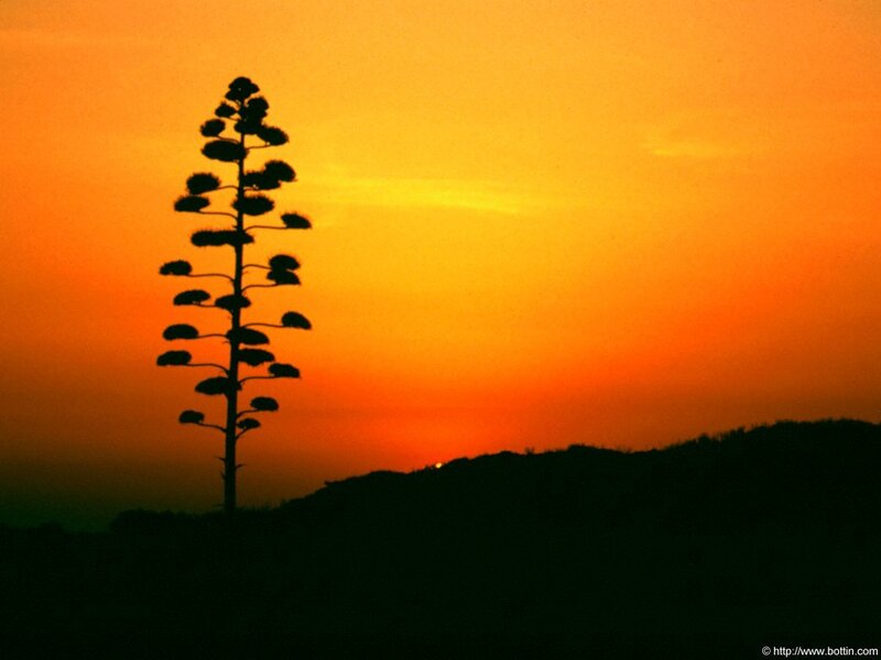 Silhouetted Agave Plant