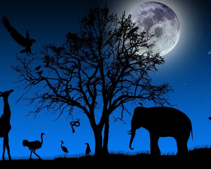 Silhouetted Animals at Night