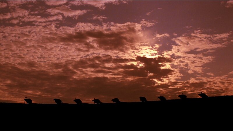 silhouetted animals at sunset